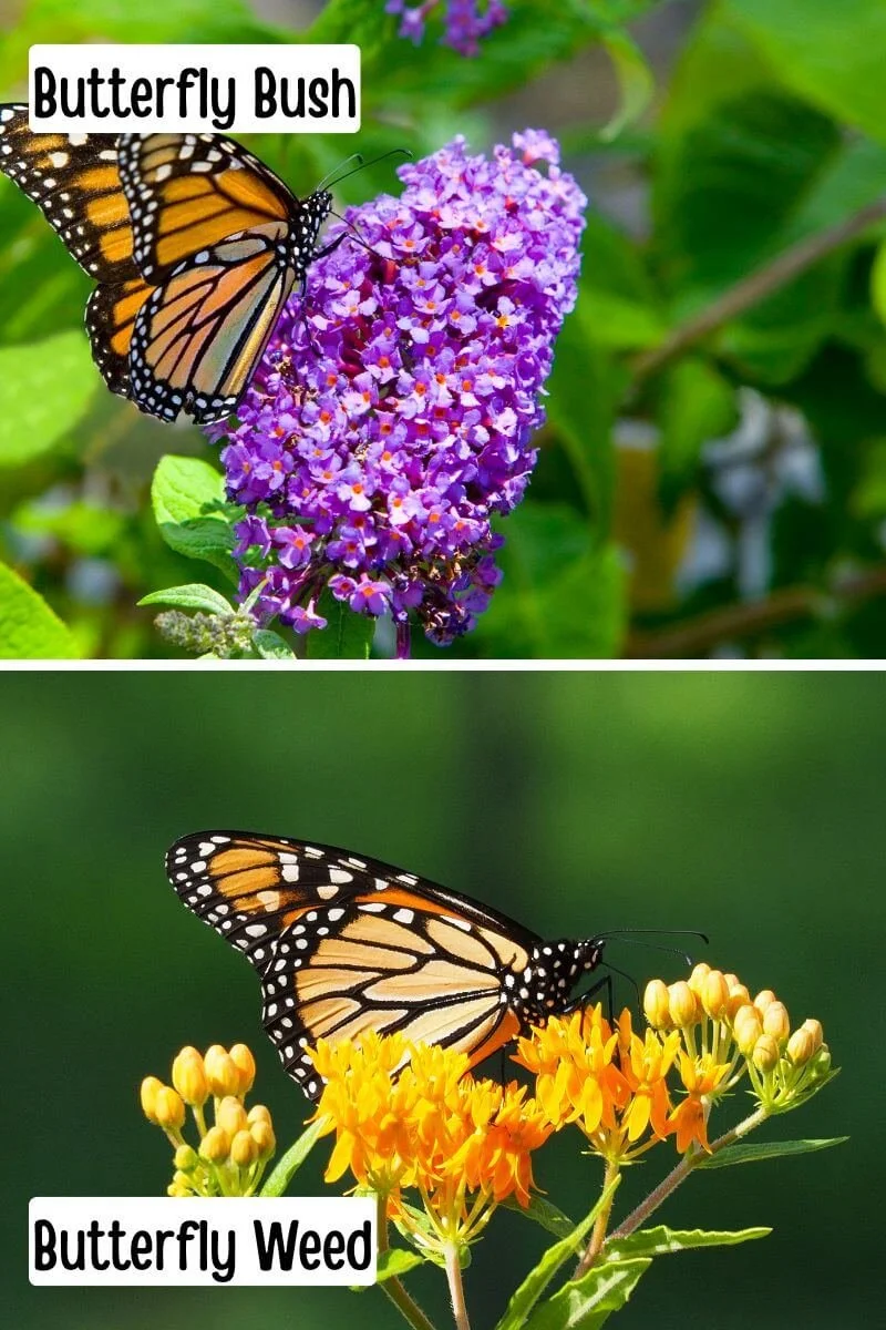 Close-up comparison of butterfly bush purple flower spike and butterfly weed orange flower clusters with a monarch butterfly