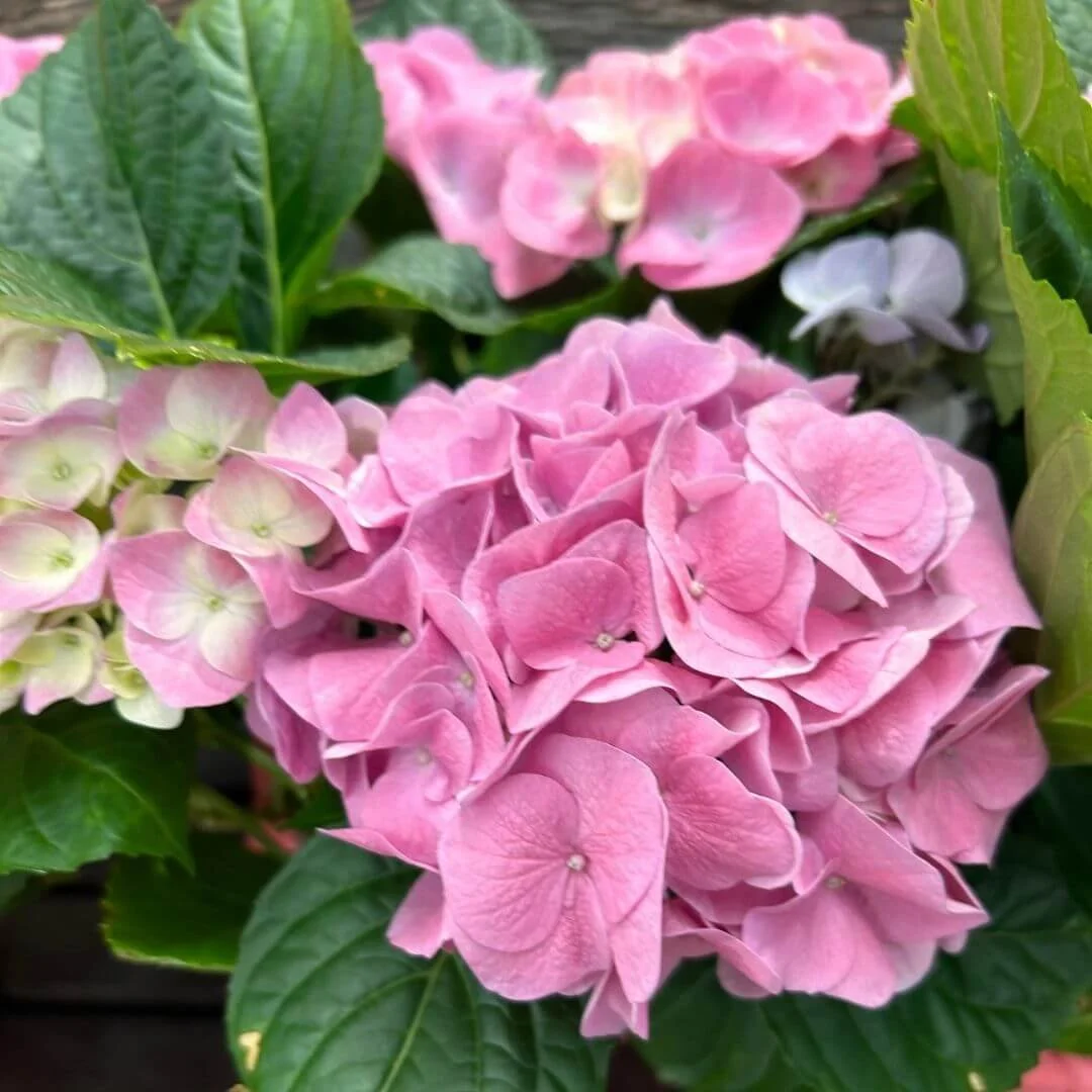 Close-up of pink and cream flowers on a potted hydrangea.