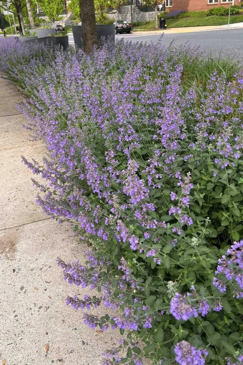Catmint mass planting along a sidewalk, one of the best deer resistant perennials for the front yard
