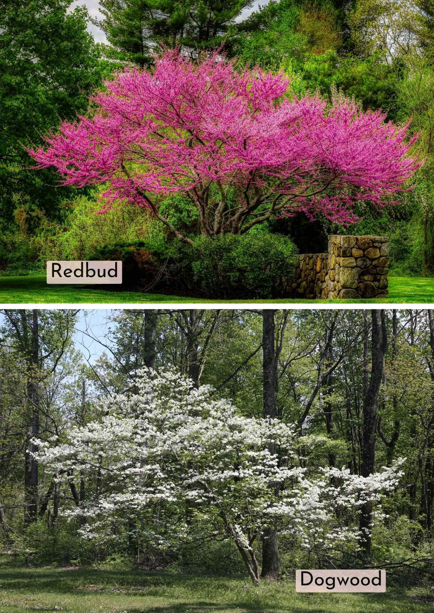Take A Look About Dogwood Vs Redbud