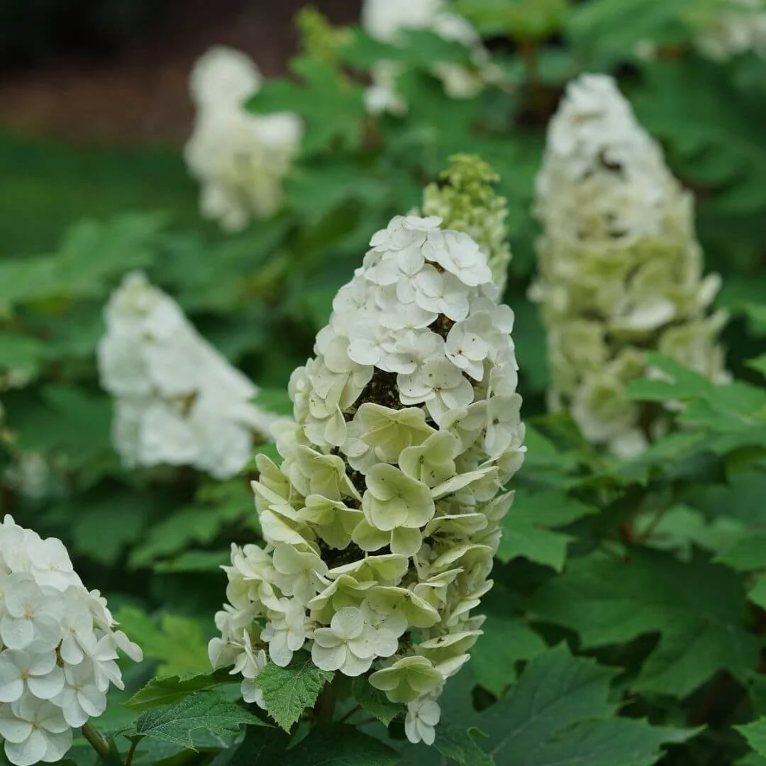 Closeup of white Gatsby Glow Ball oakleaf hydrangea flowers