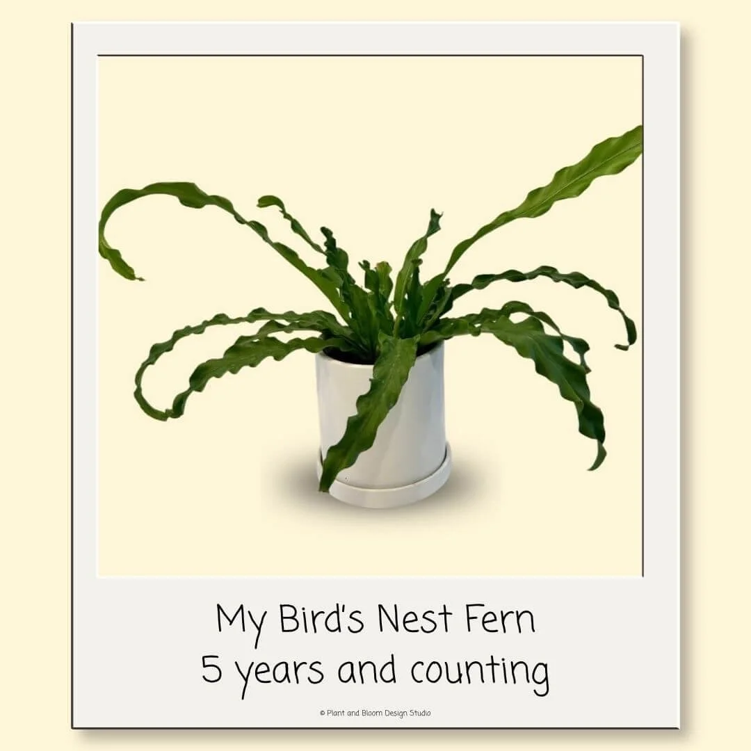 My five-year-old bird’s nest fern with crinkled green fronds on the dining room table
