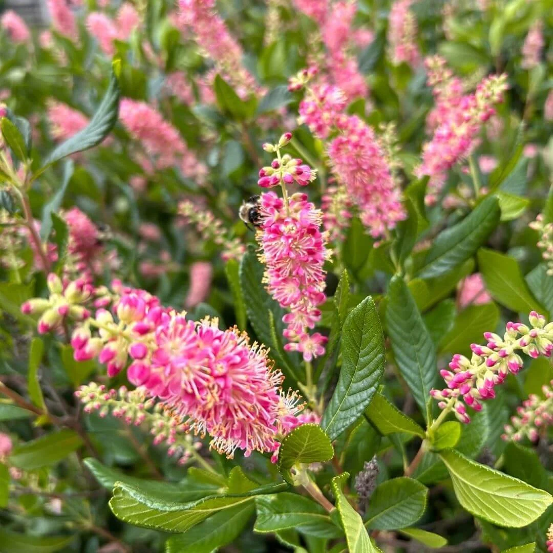 ruby spice summersweet pink flowers closeup with bee