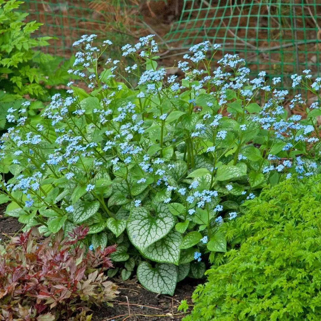 siberian bugloss shade plant blue flowers growing in shade garden next to other plants plastic netting