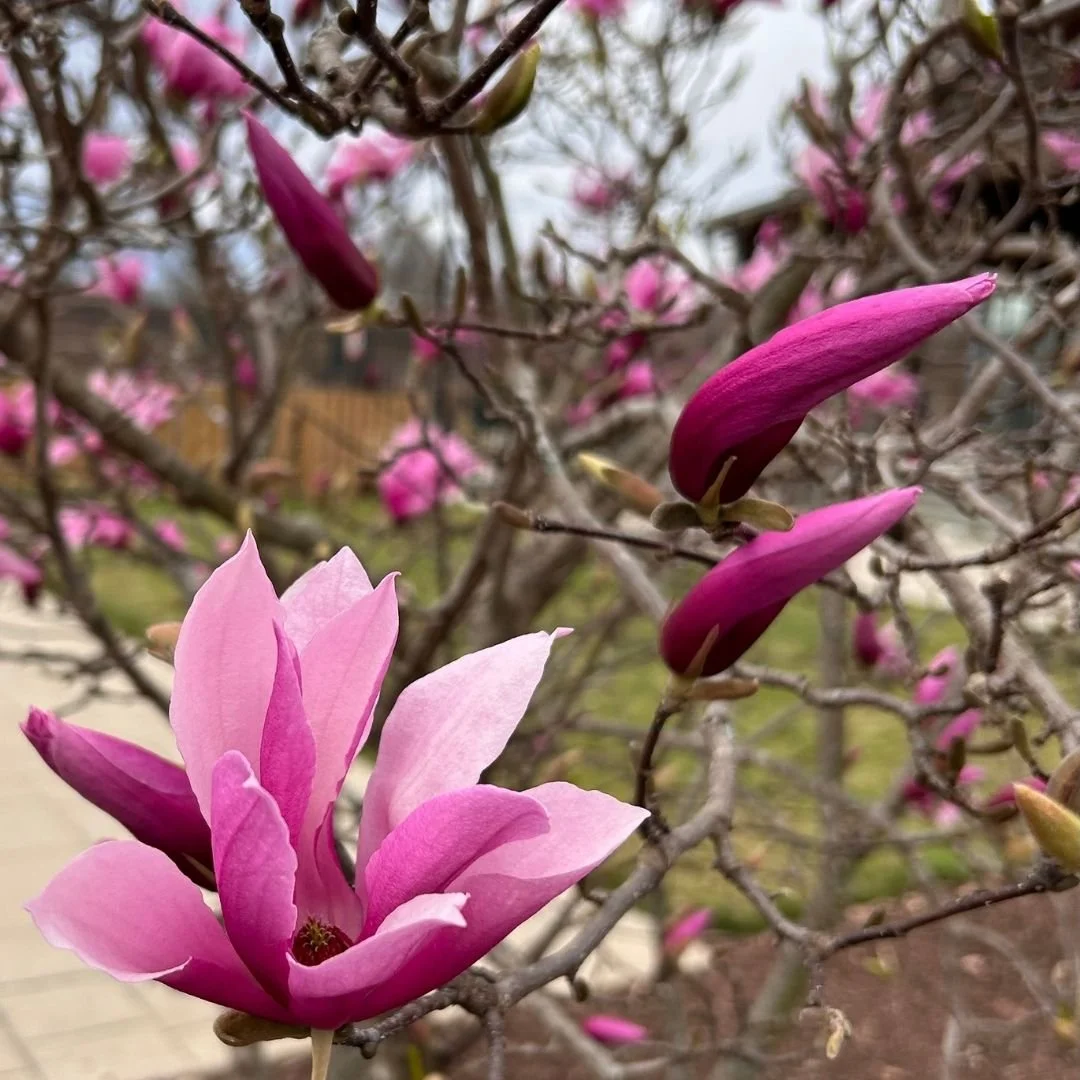 crepe. myrtle alternative magnolia Jane purple flowers closeup on bare branches with lawn and patio in background