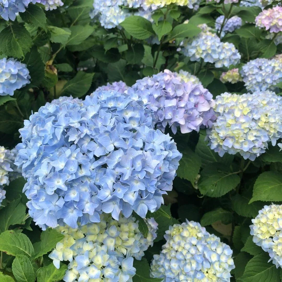 Bigleaf Hydrangea: Care, Varieties &amp; Landscaping Ideas
