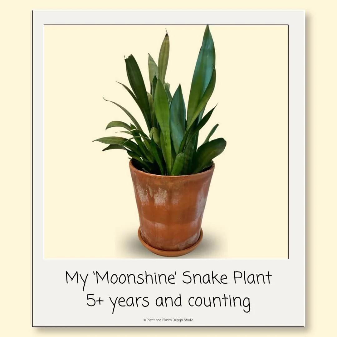 My five-year-old Moonshine snake plant growing in a terracotta pot