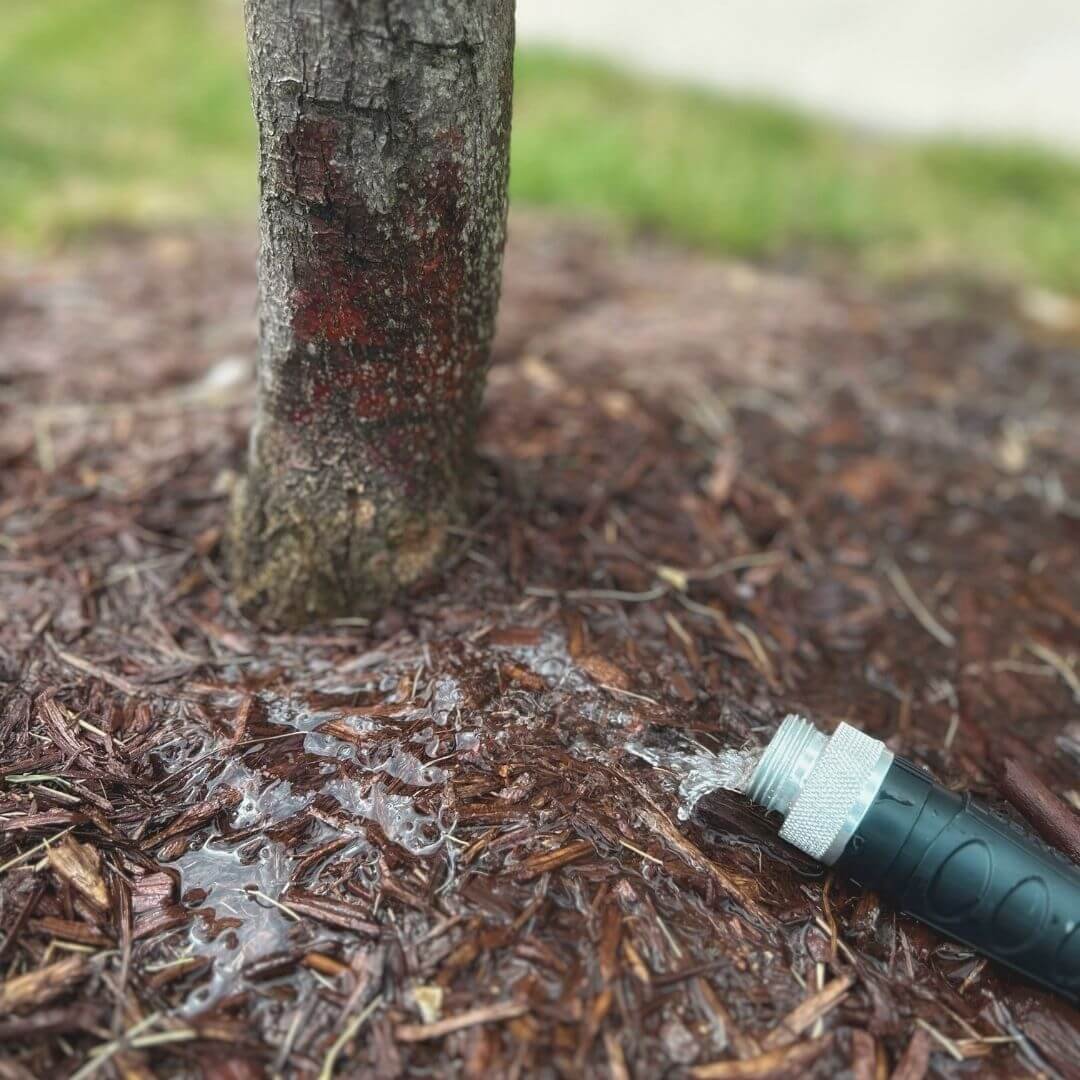 Garden hose on the ground with water trickling out near the base of a tree trunk