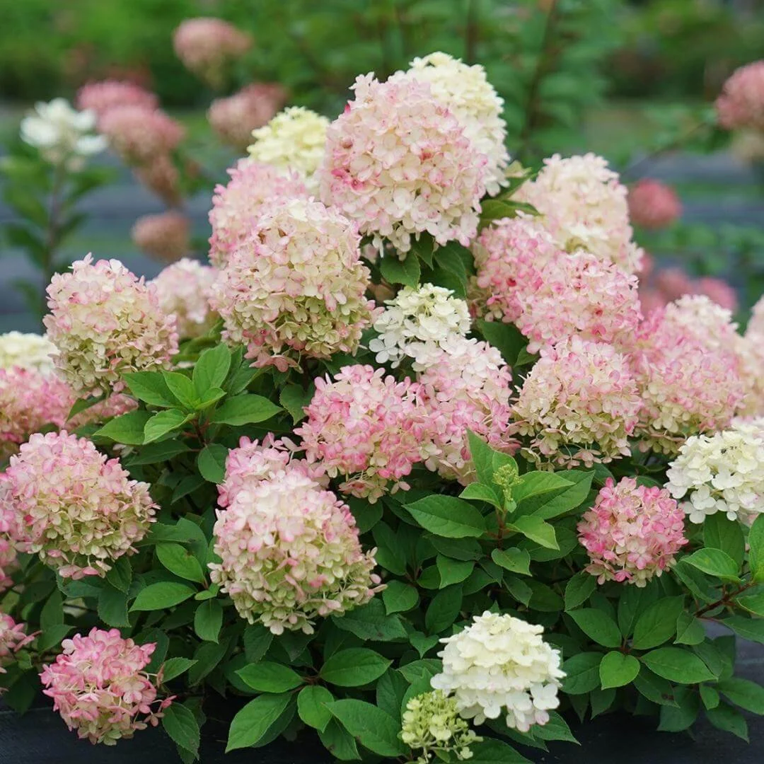 Fire Light Tidbit panicle hydrangea shrub with pink and white flowers growing in a garden landscape