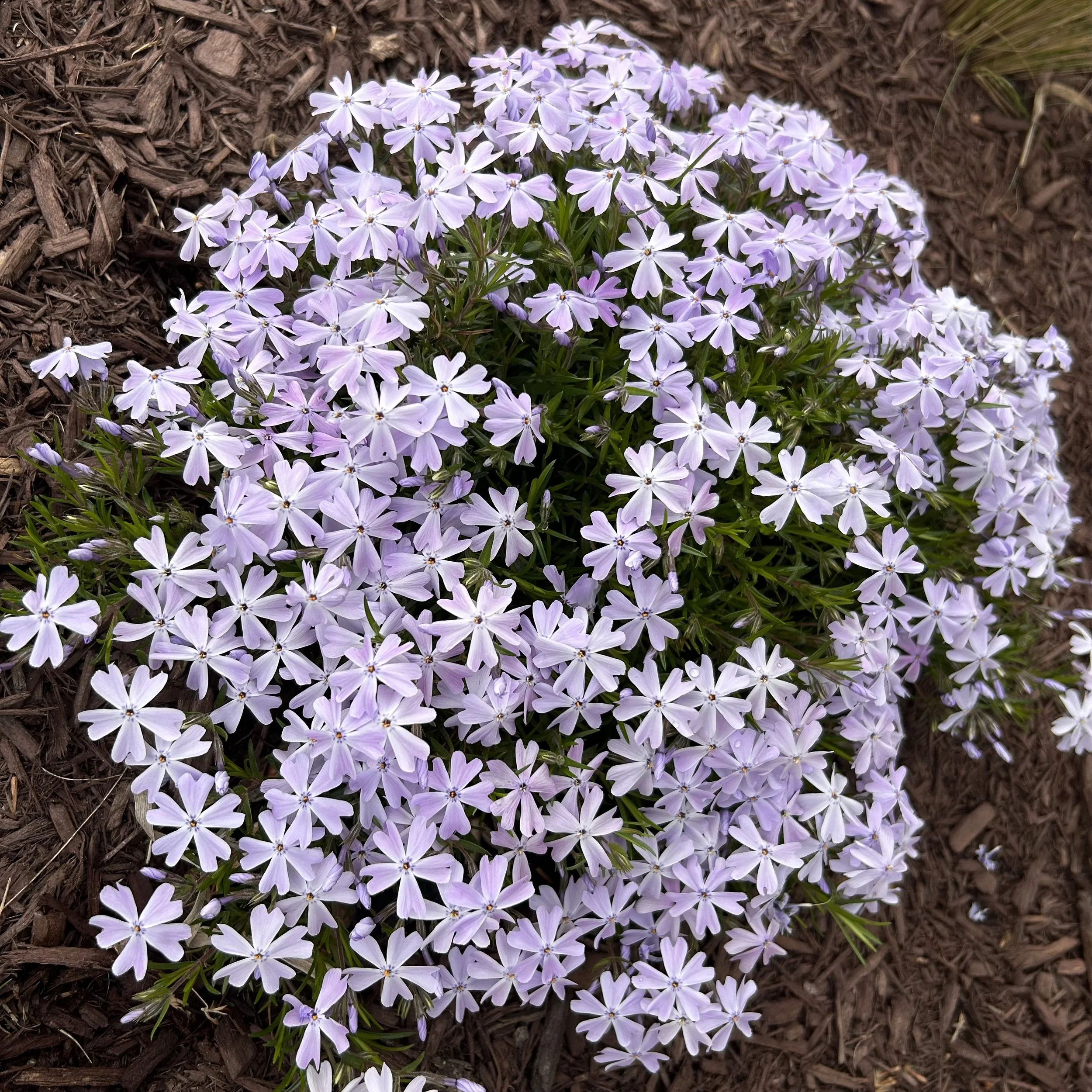 Sublate Native spring flowering ground cover with lavender blue flowers — Plant ...