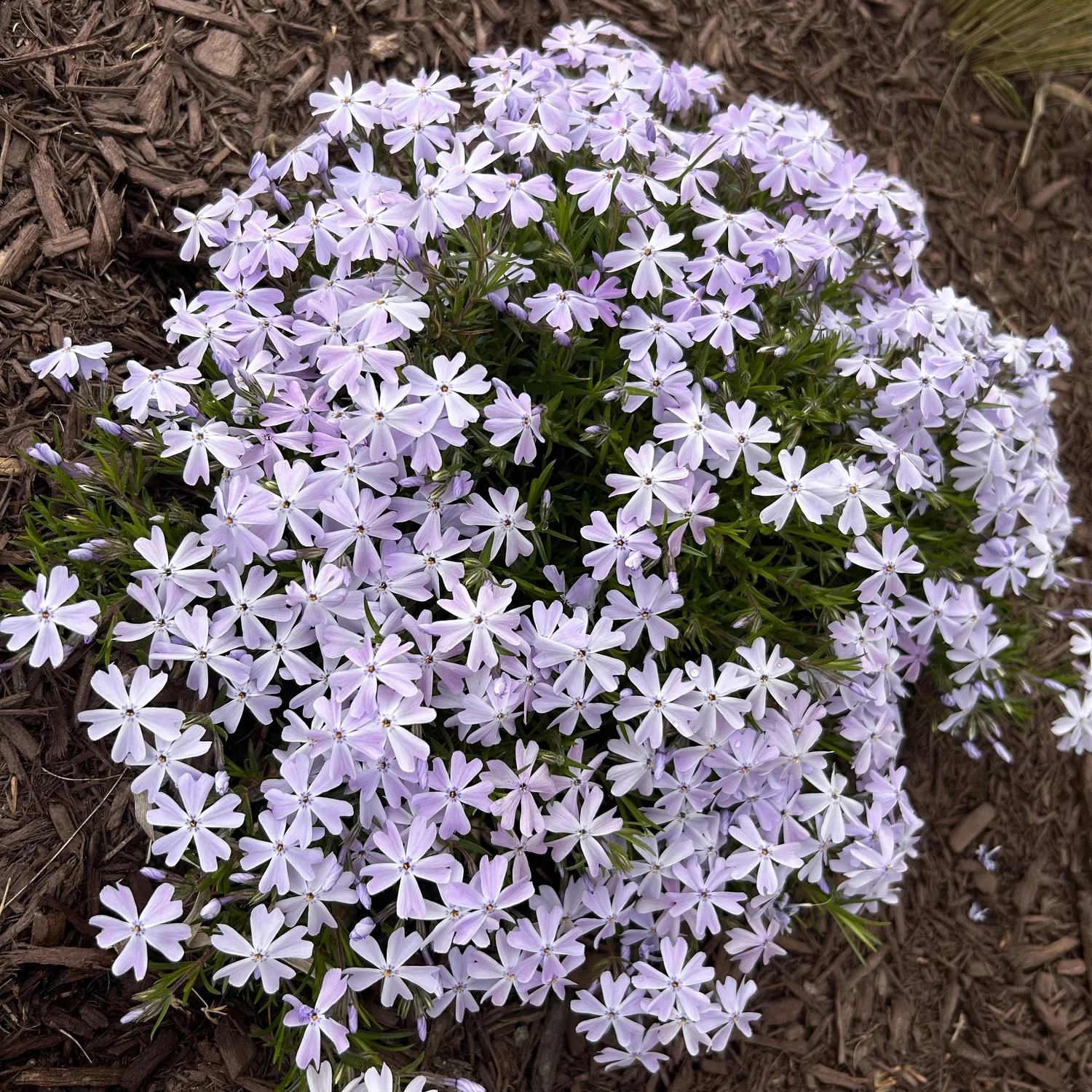 Native spring flowering ground cover with lavender blue flowers — Plant