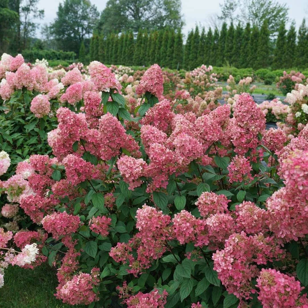 Mass planting of Firelight panicle hydrangeas with deep pink and light pink flowers