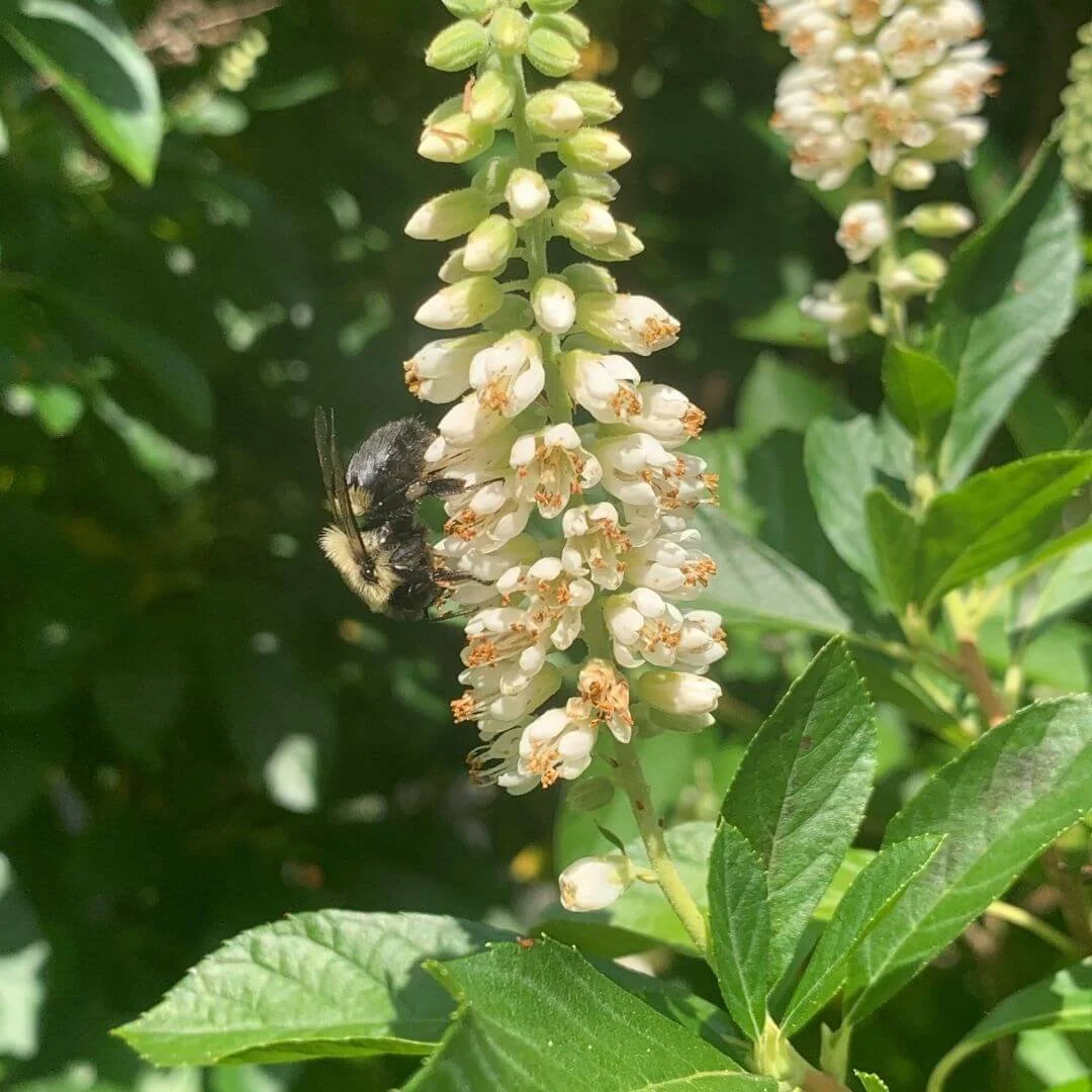 Closeup of Sixteen Candles summersweet (Clethra alnifolia) white flower spike with a bee collecting nectar