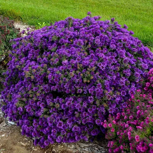 aster grape crush perennial plant growing in garden bed next to other plants with lawn  behind