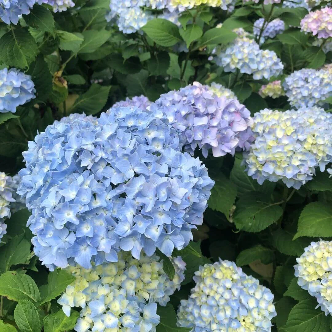 Lush blue bigleaf hydrangea macrophylla with full mophead blooms growing in a garden