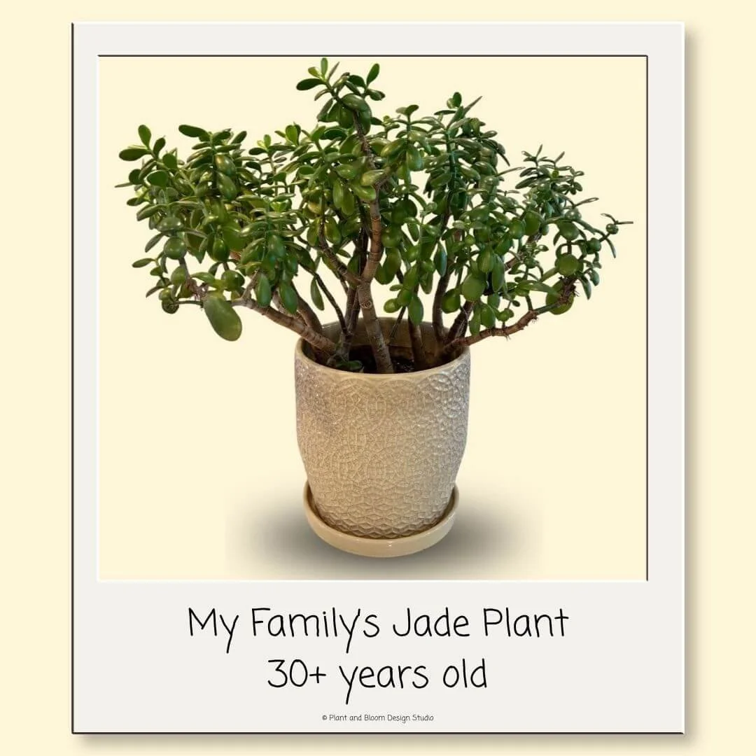 My family’s jade plant growing in a ceramic pot after more than 30 years