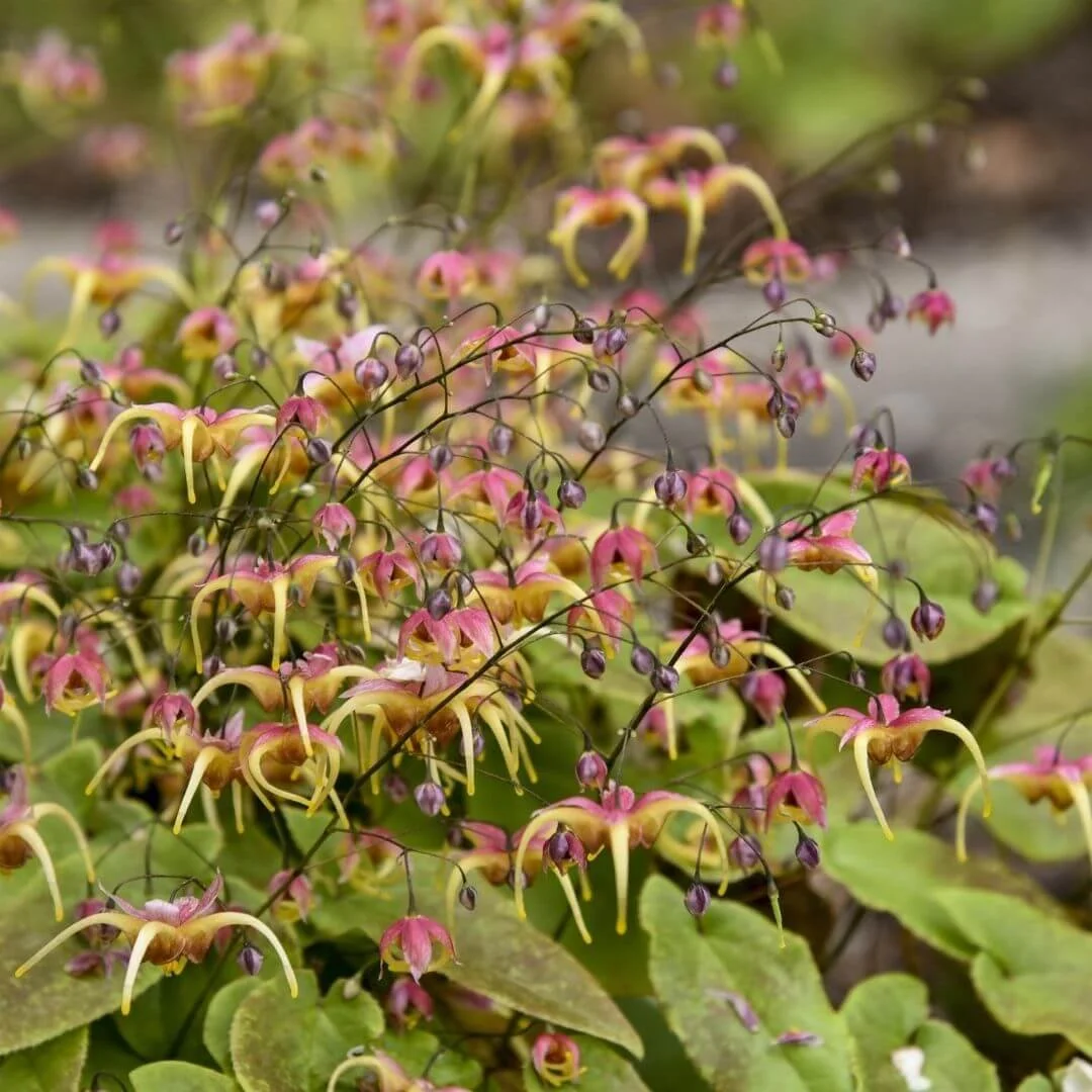 barrenwort shade plant with pink yellow purple flowers green leaves closeup