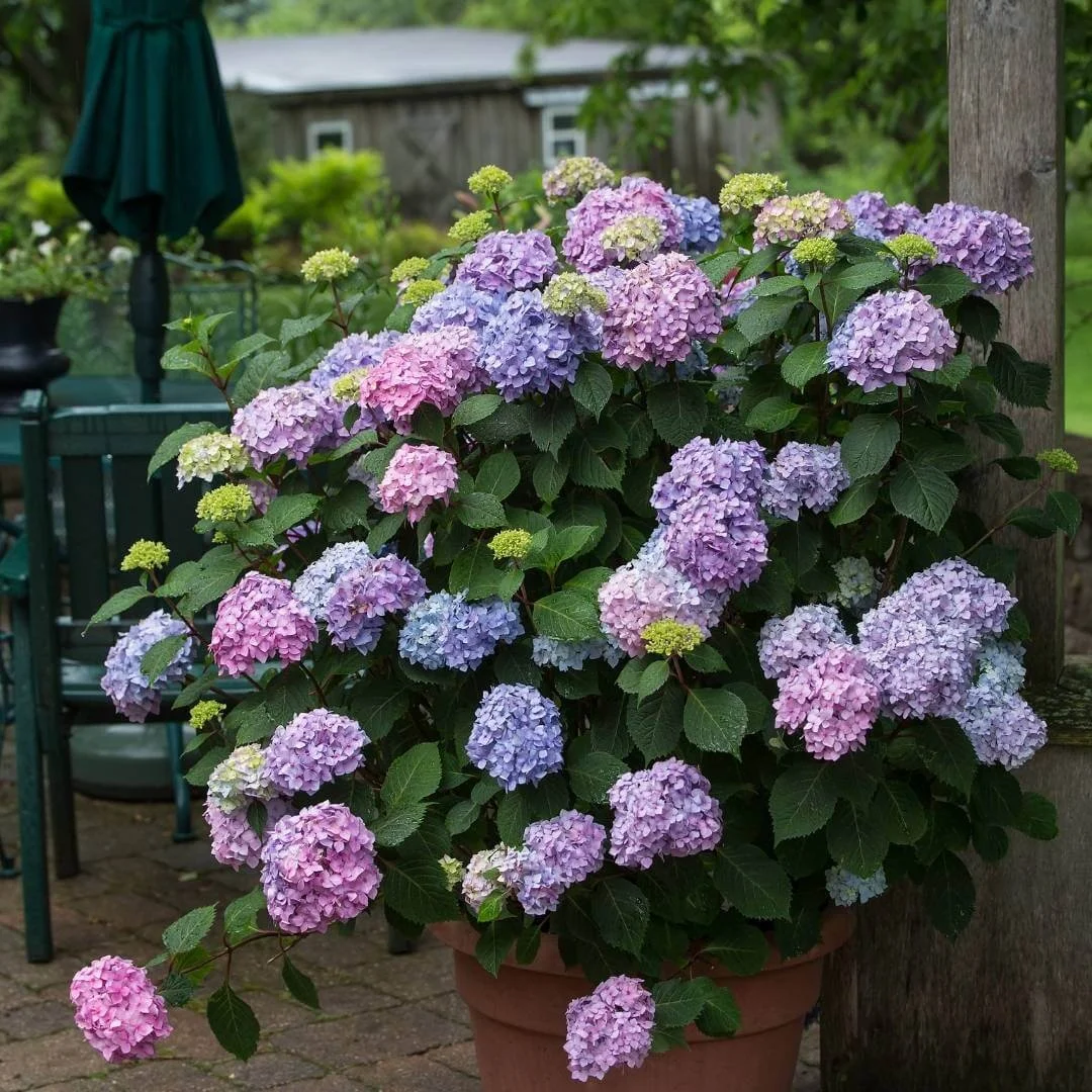 Bloomstruck reblooming hydrangea growing in a container in a suburban backyard with trees in the distance