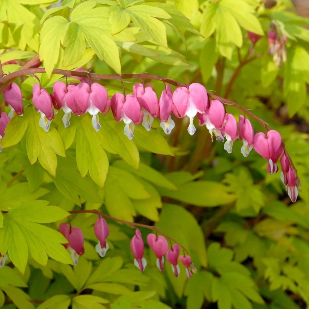 Closeup of hummingbird plant gold heart bleeding heart with dangling pink and white flowers and golden green leaves