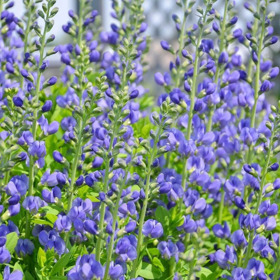 closeup baptisia australis blue false indigo perennial plant with blue flowers green stems