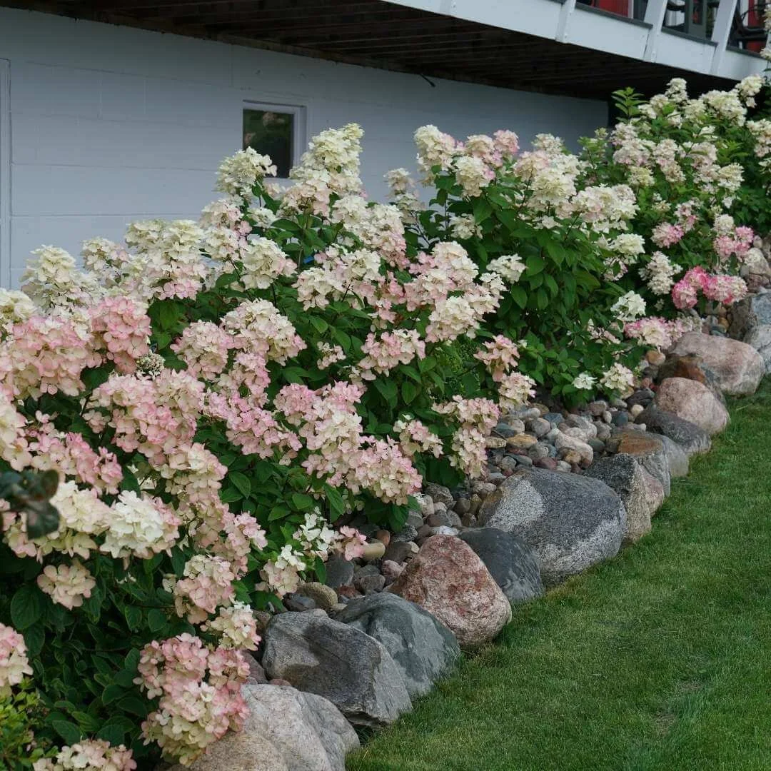 Firelight panicle hydrangeas with pink and white flowers in a foundation planting