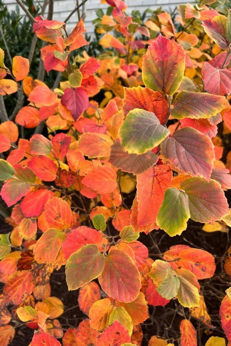 closeup of fothergilla gardenii bush with red, orange, yellow, purple leaves in fall garden
