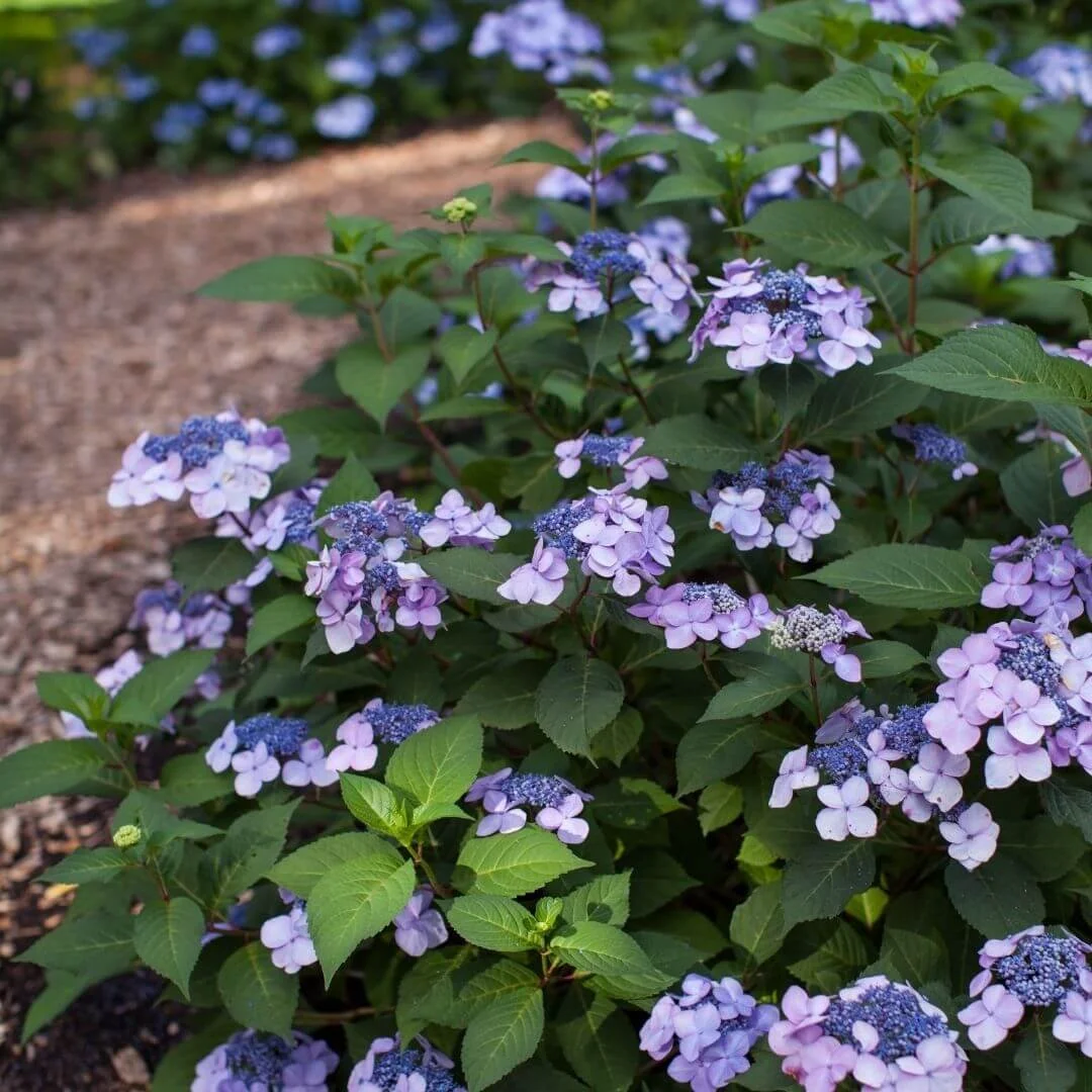Blue lacecap flowers on Endless Summer Twist-n-Shout bigleaf hydrangea