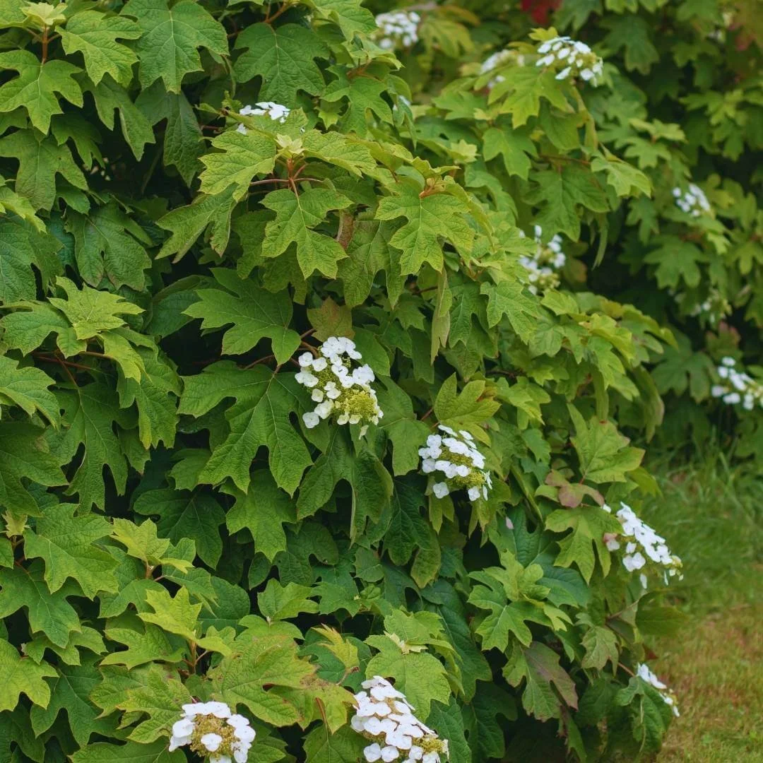 Large oakleaf hydrangea growing in shade with small, sparse white flowers