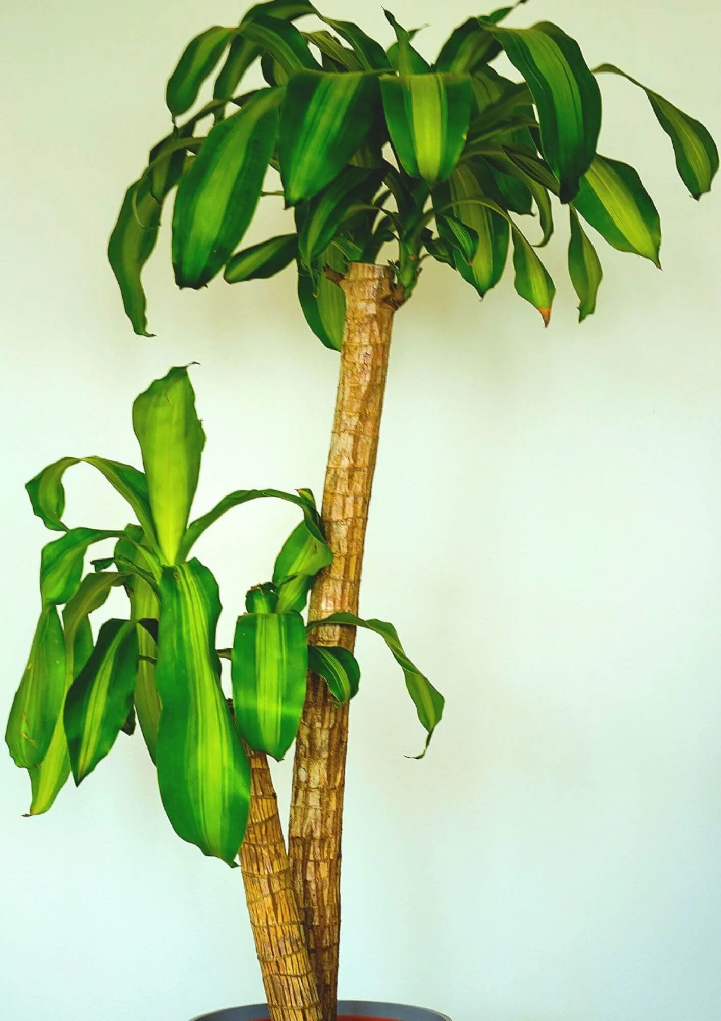 Close-up of a corn plant with arching green leaves and tall woody trunks