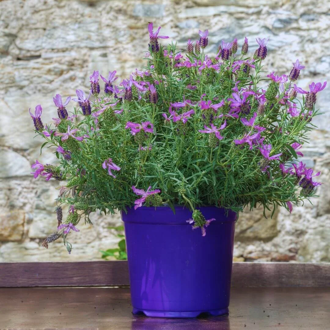 Spanish lavender plant in a purple nursery pot on a table in front of a stone wall