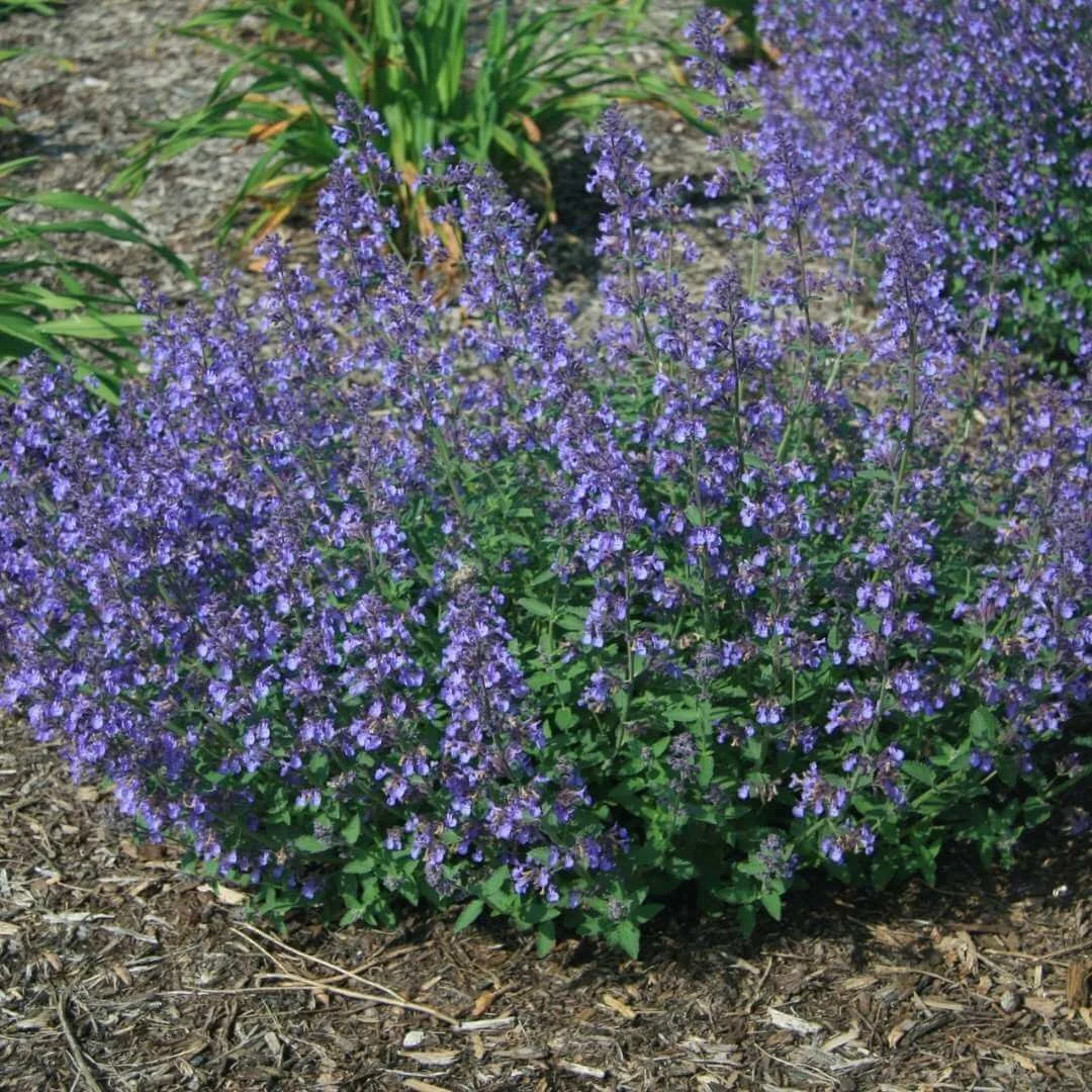 Junior Walker catmint (Nepeta 'Novanepjun') with lavender purple flowers growing in a mulched garden bed