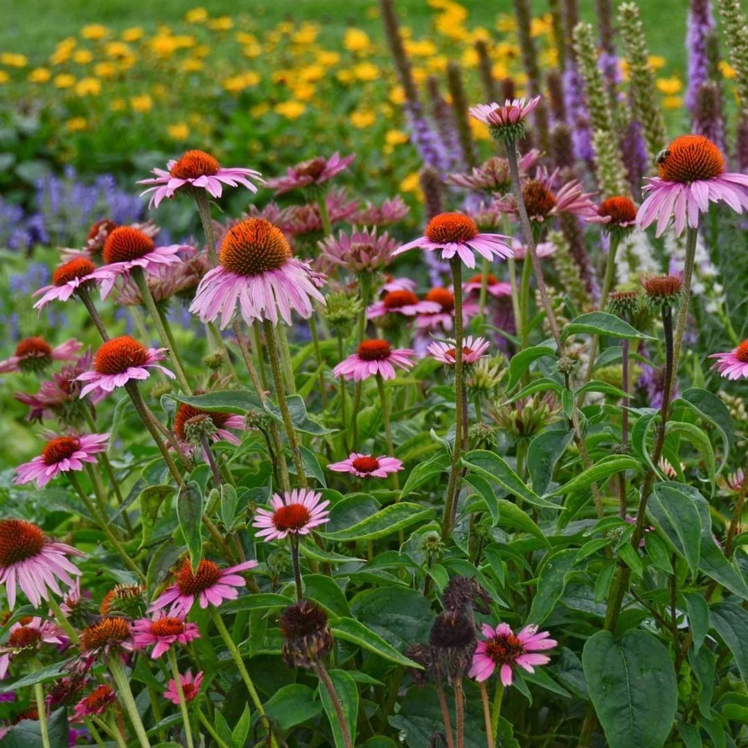 Perennial garden bed with Magnus coneflower in front and blazing star in purple spikes behind it, showing echinacea companion planting basics