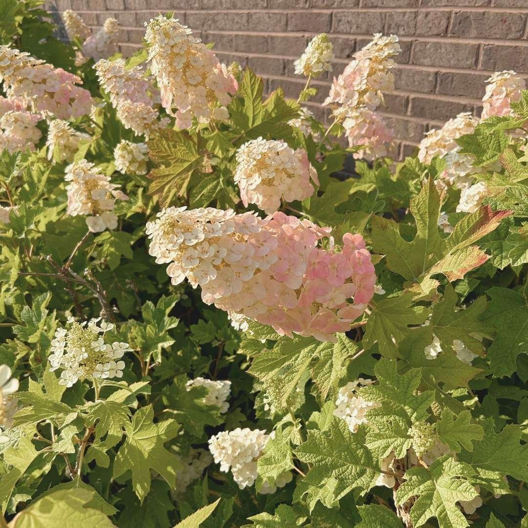 Closeup of white and soft pink Ruby Slippers oakleaf hydrangea flowers