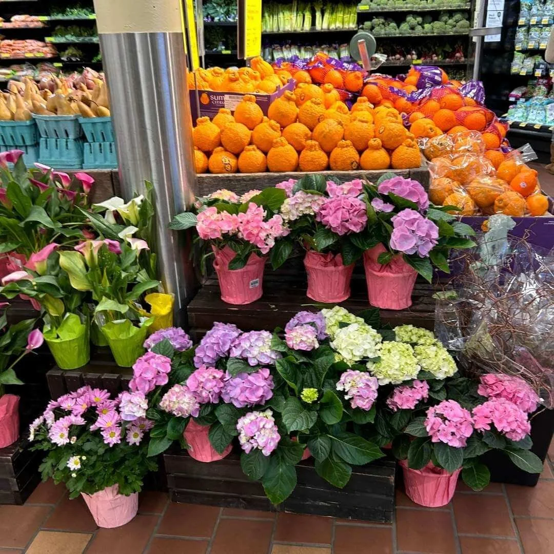 Colorful potted hydrangeas displayed in the produce section of a grocery store.