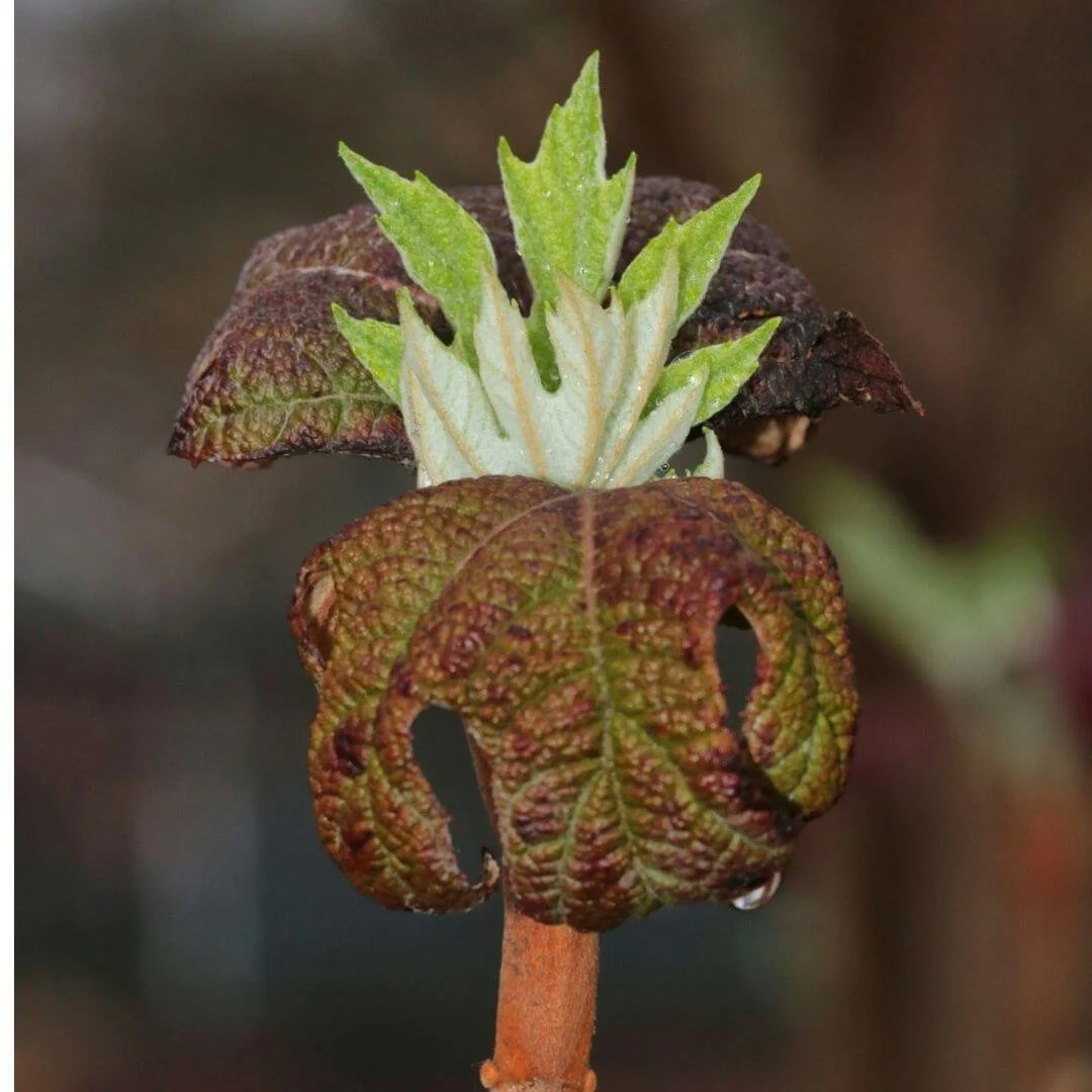 New spring leaves emerging on an oakleaf hydrangea stem