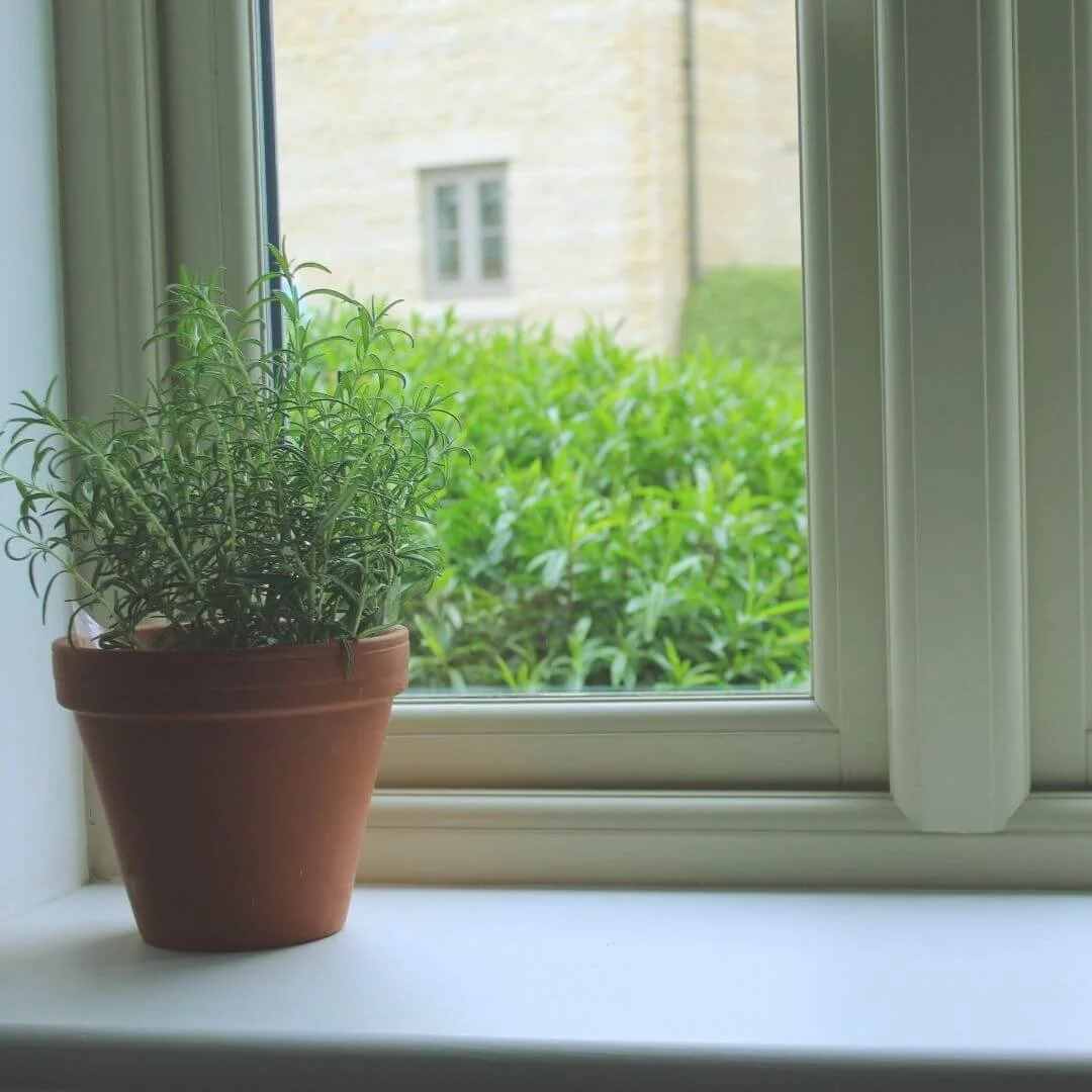 Potted rosemary plant on a sunny windowsill.