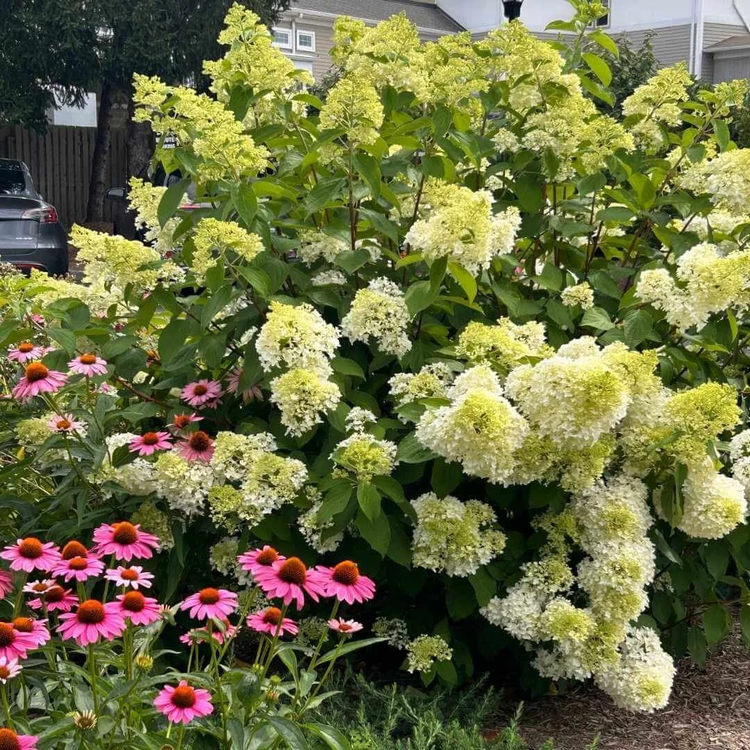 Panicle Hydrangea (Hydrangea paniculata): Varieties, Care + Landscape Ideas