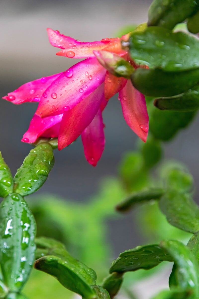 Close-up of pink Christmas cactus flowers and green stem segments covered with water droplets