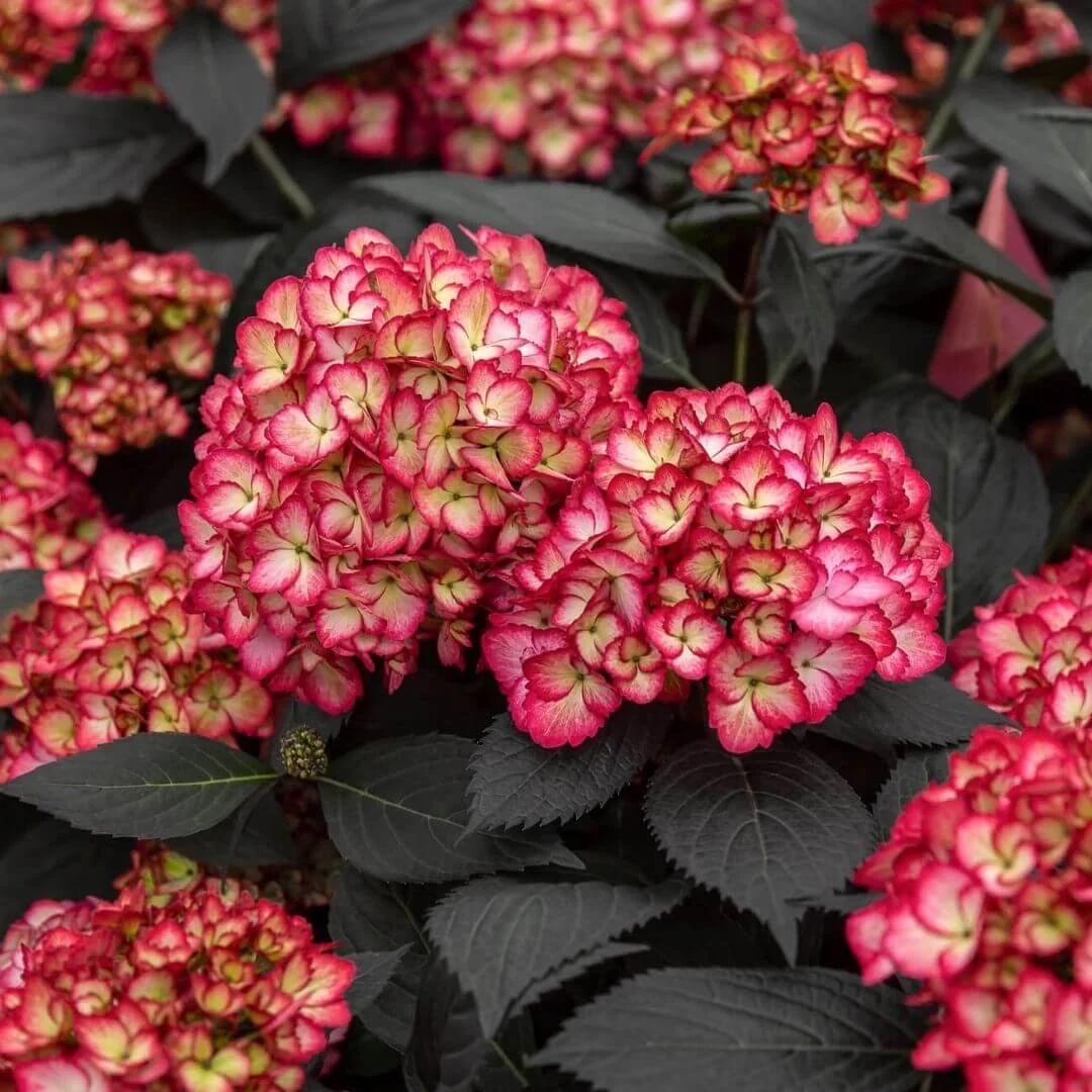 Close-up of Eclipse bigleaf hydrangea flowers surrounded by nearly black leaves