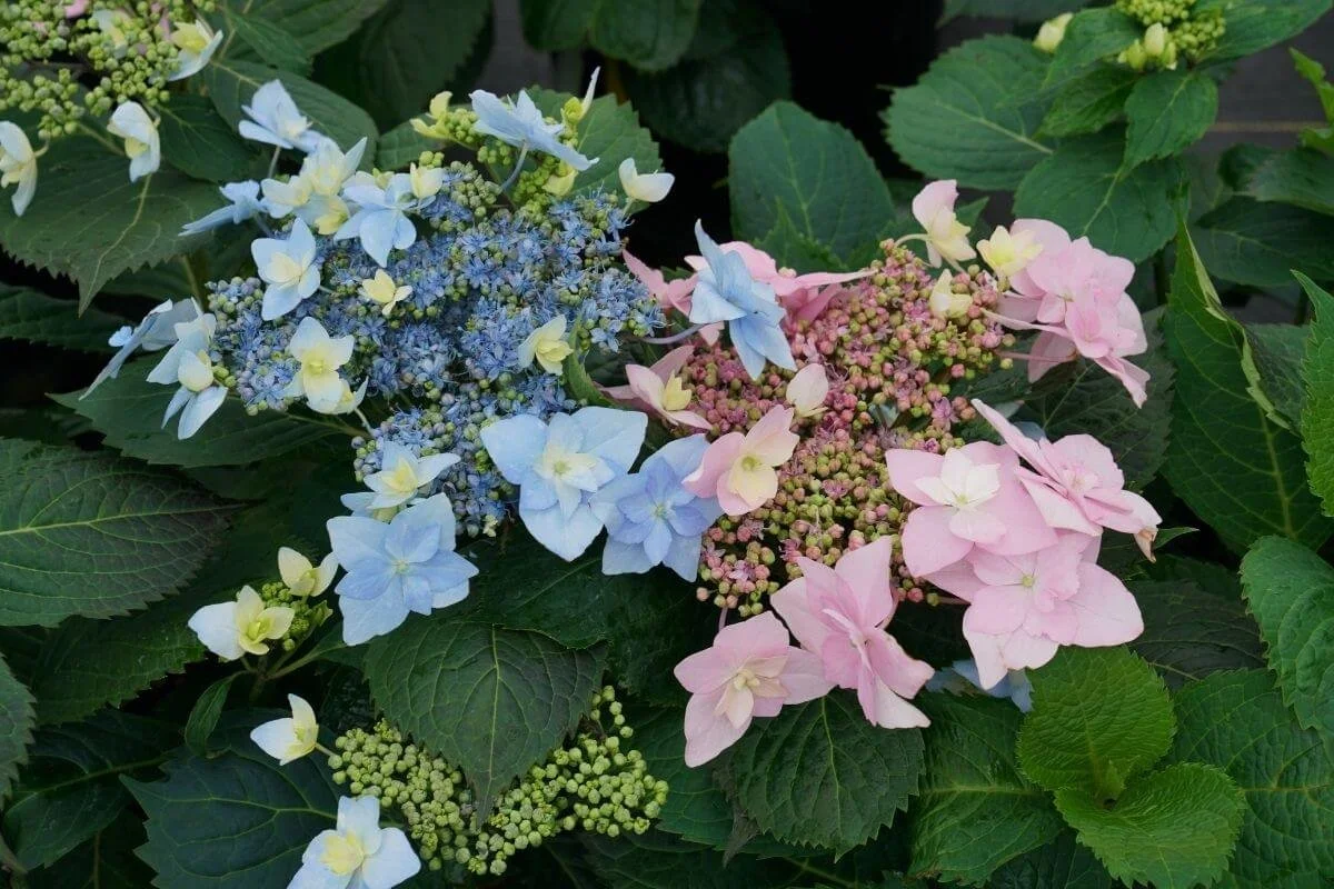 Side by side closeup of Tuff Stuff Ah-Ha mountain hydrangea showing one pink lacecap flower and one blue lacecap flower