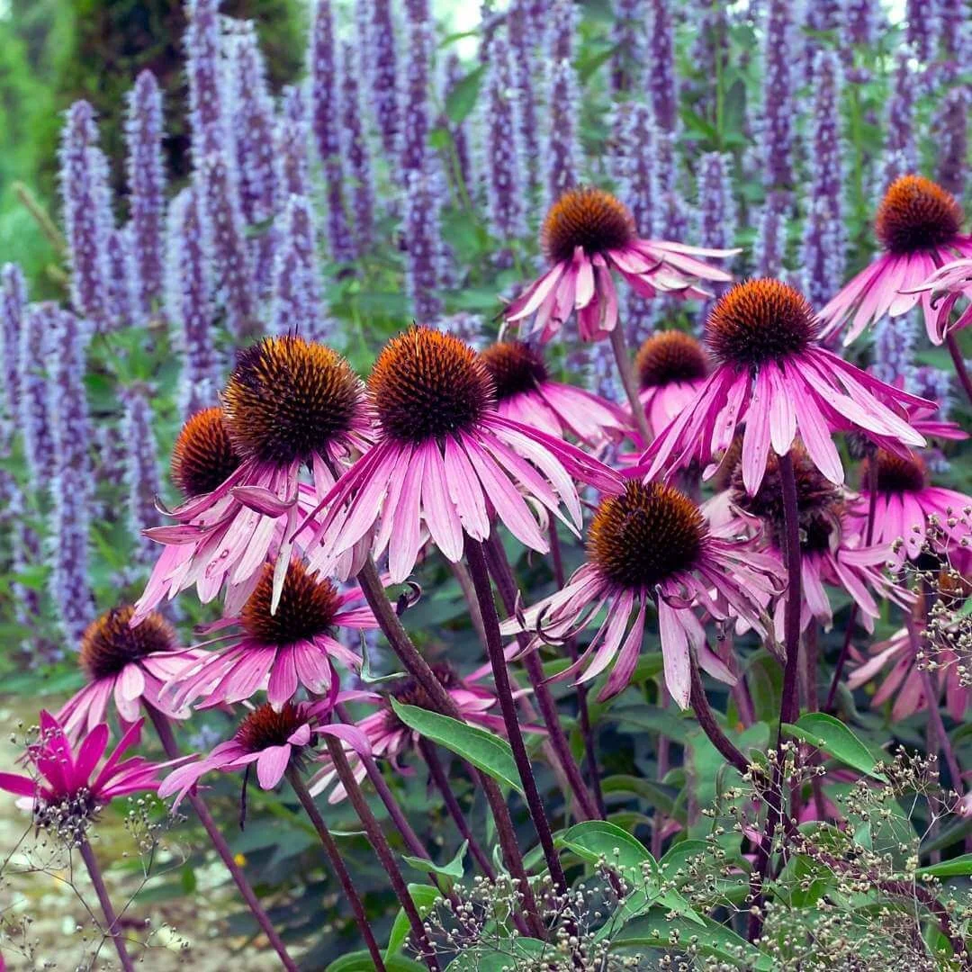 Purple coneflower (echinacea) planted in front of purple hummingbird mint (Agastache), a beautiful echinacea companion plant combination