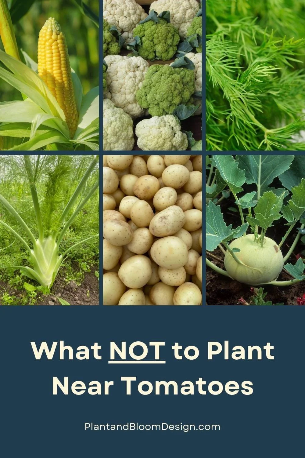 grid of plants to avoid planting with tomatoes including corn, potatoes, dill, fennel, cauliflower, and kohlrabi