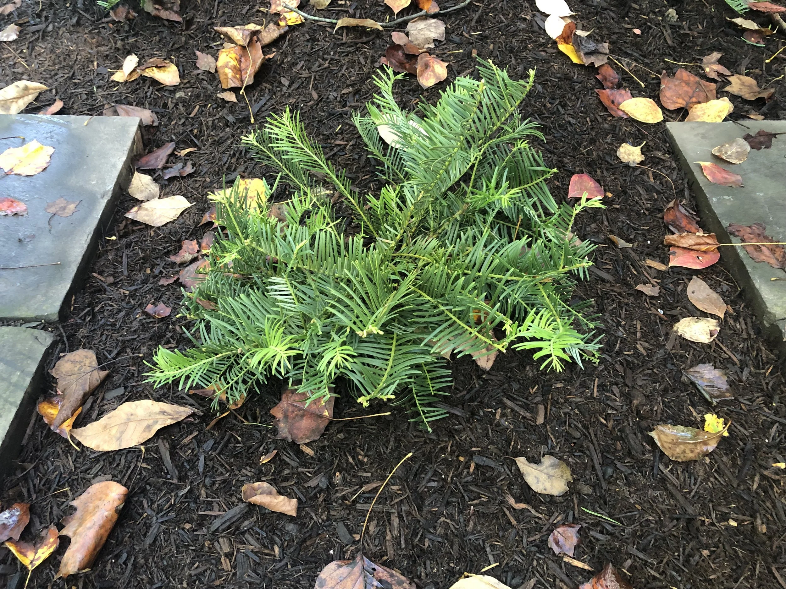 Spreading Japanese Plum Yew (Cephalotaxus harringtonia 'Prostrata') — Plant and Bloom Design Studio