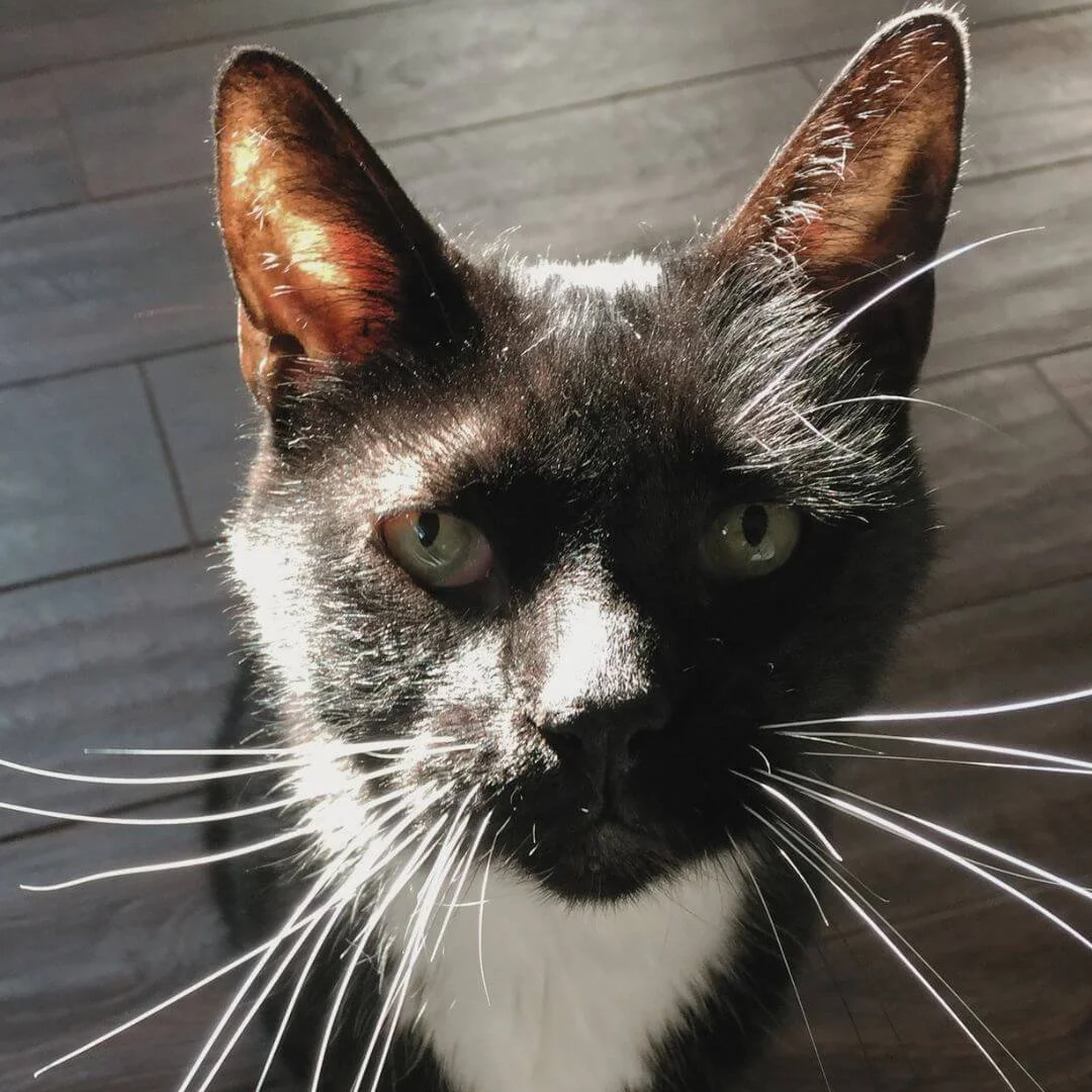 a tuxedo cat with magnificent whiskers