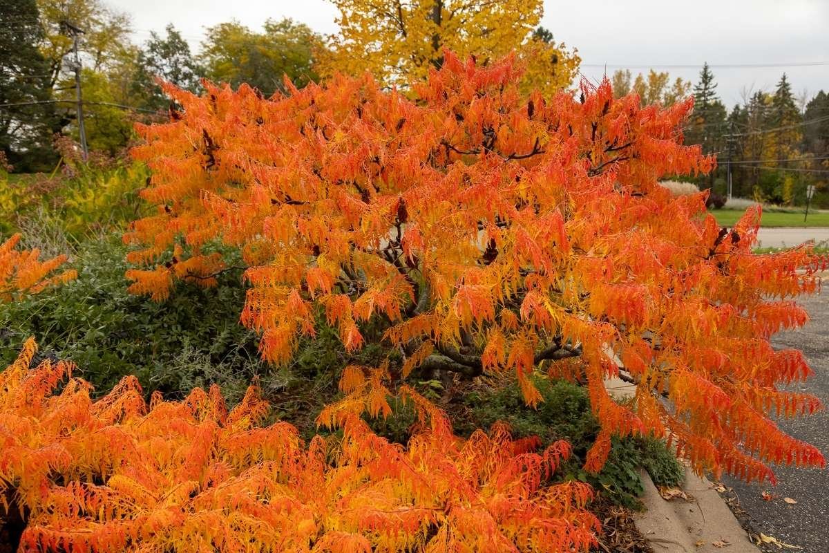 10 Fall Bushes That Turn Red — Plant and Bloom Design Studio