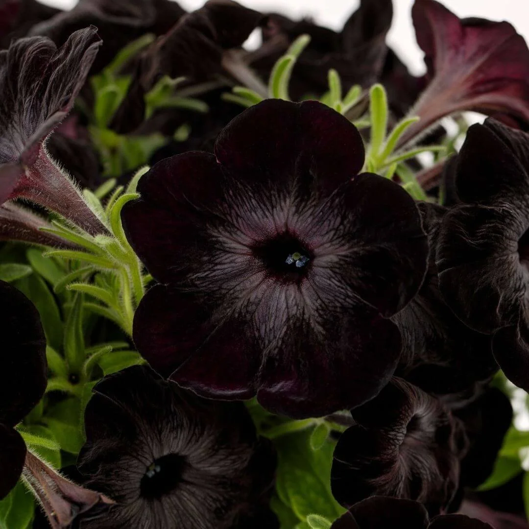 Deep velvety black-purple Fun House petunia flowers
