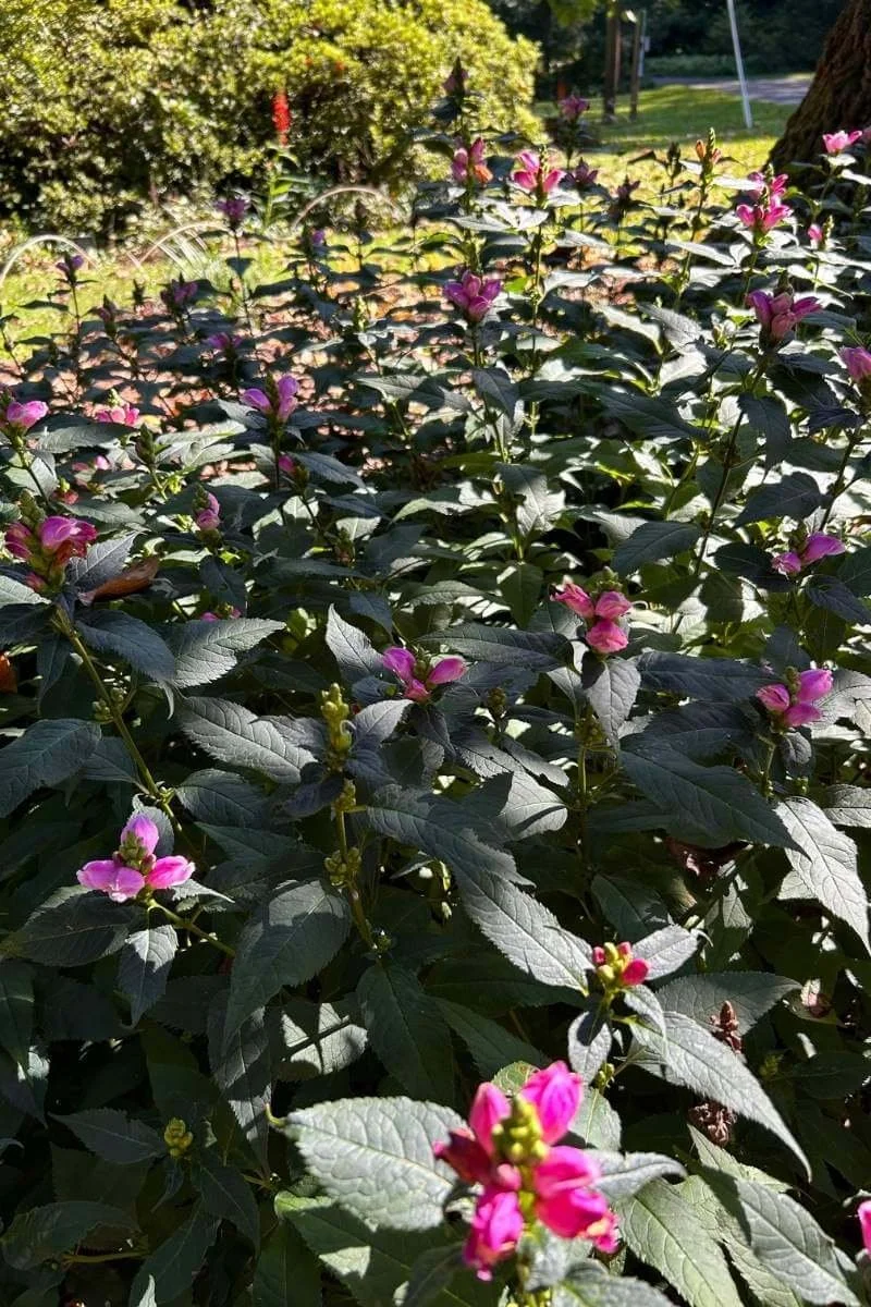 turtlehead chelone growing in a shaded garden under a tree, one of the best fall blooming perennials for shade