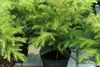 Care for Norfolk Pine Indoors — Plant and Bloom Design Studio