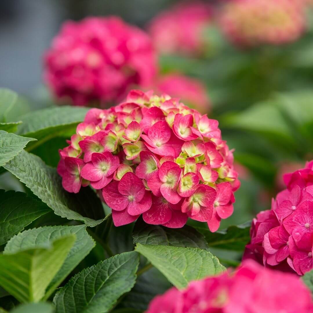 Close-up of vivid pink Summer Crush bigleaf hydrangea flowers with green centers