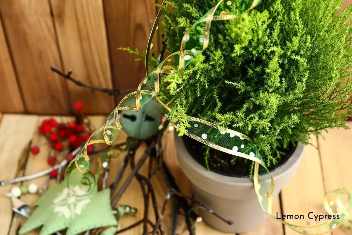 holiday lemon cypress plant in tan pot with christmas ribbon, red berries, sticks, sleigh bell, christmas tree ornament scattered about on wood surface and wood panel background